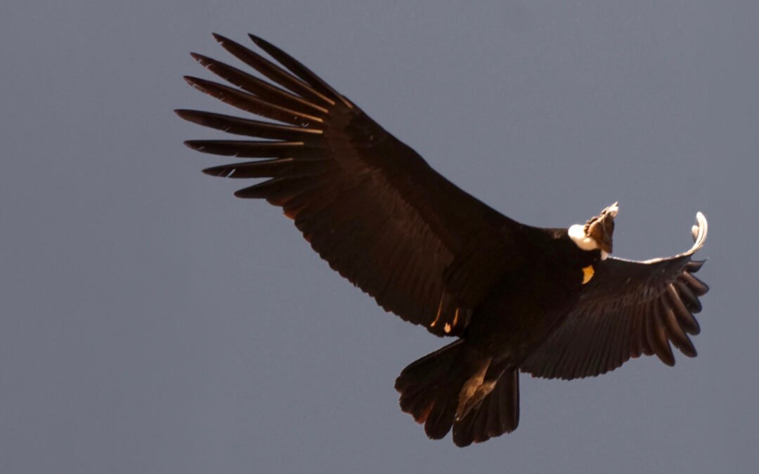 Increíbles Aves Andinas Cerca de Santiago